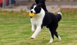 野狗爆料饺子视频在线观看,揭秘网络红人幕后故事